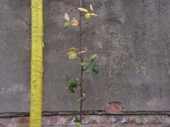 Orchard Place London E14