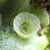 project plant animals of london