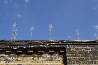 Homerton Hospital
