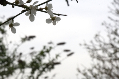 Kent Wildlife Trust - Stone
