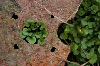 Kent Wildlife Trust - Stone