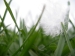Kent Wildlife Trust - Stone