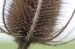 Kent Wildlife Trust - Stone