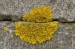 Kent Wildlife Trust - Stone