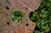 Kent Wildlife Trust - Stone