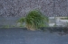 Kent Wildlife Trust - Stone