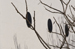Kent Wildlife Trust - Stone