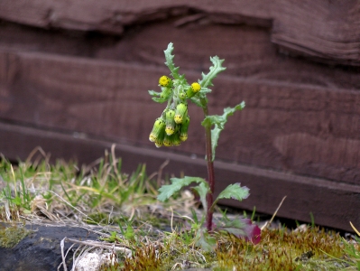 Plant Animals of London